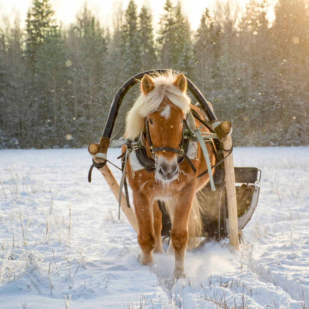 Kulig w Kampinoskim Parku - 300 zł/os.